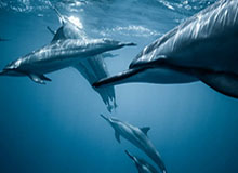 开元官方网站-太阳轻取猛龙 布克25+6杰伦·格林20+7